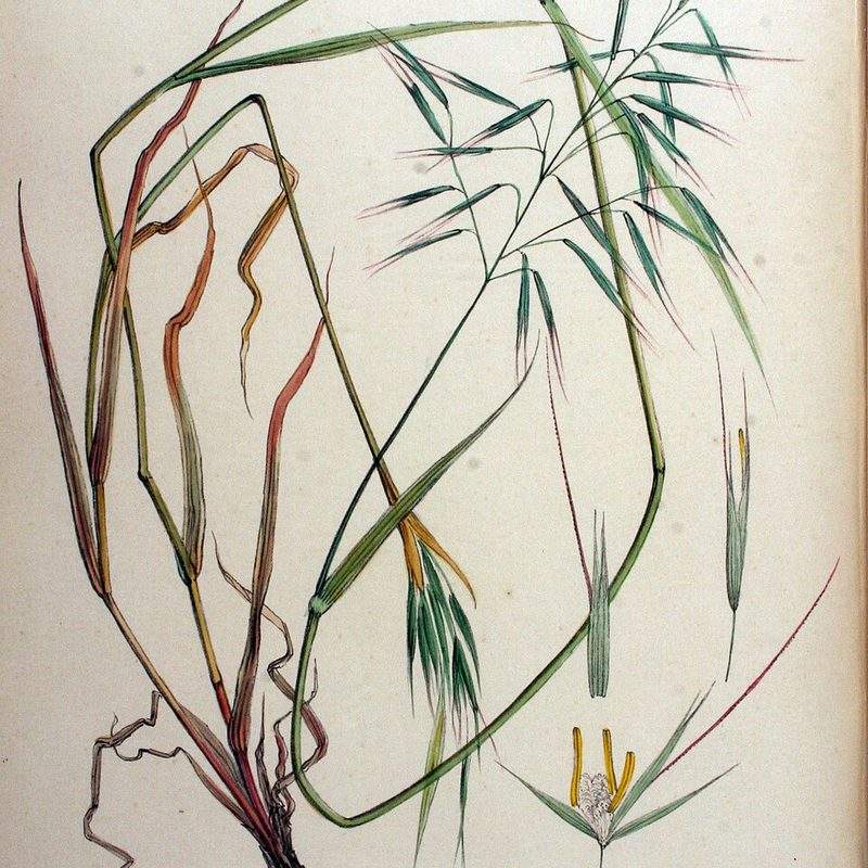 Avoine rude (Avena strigosa)