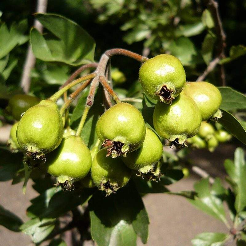 Azerolier (Crataegus azarolus)
