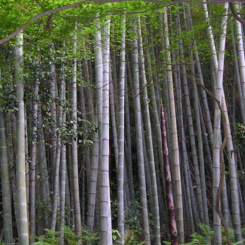 Bambou moso (Phyllostachys edulis)