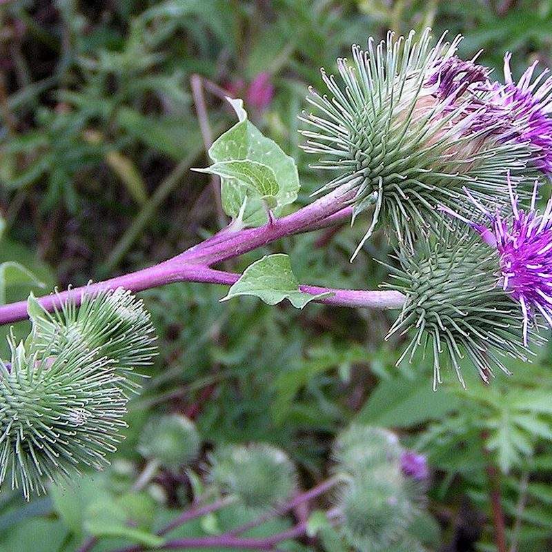 Bardane (Arctium lappa)