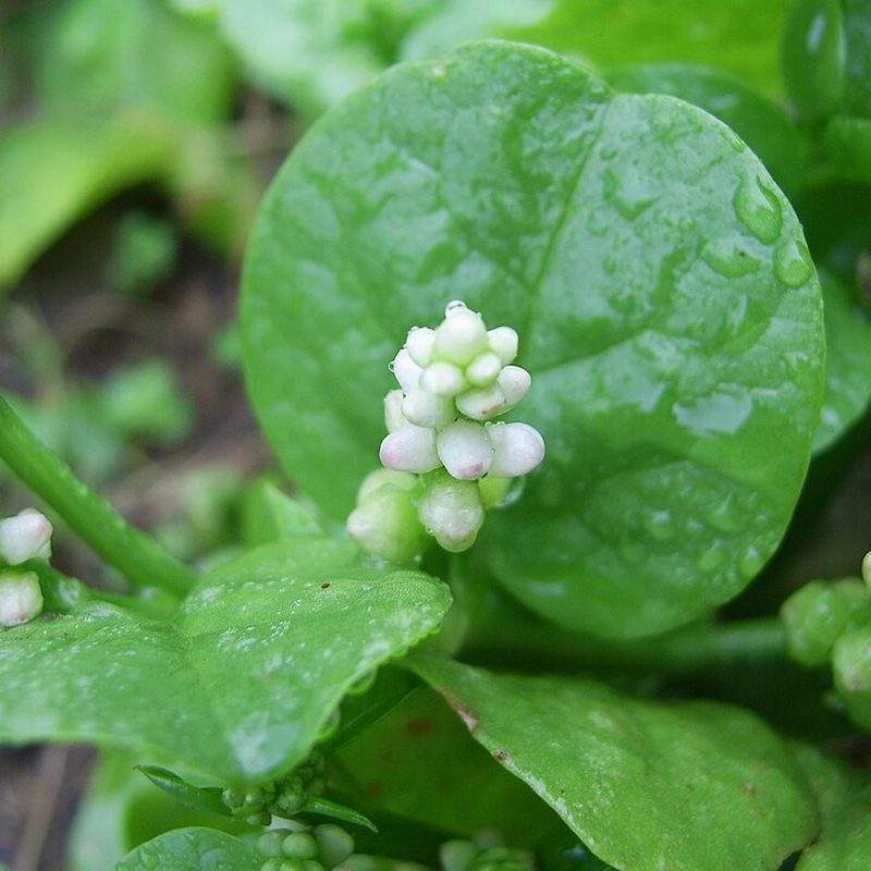Baselle (Basella alba)