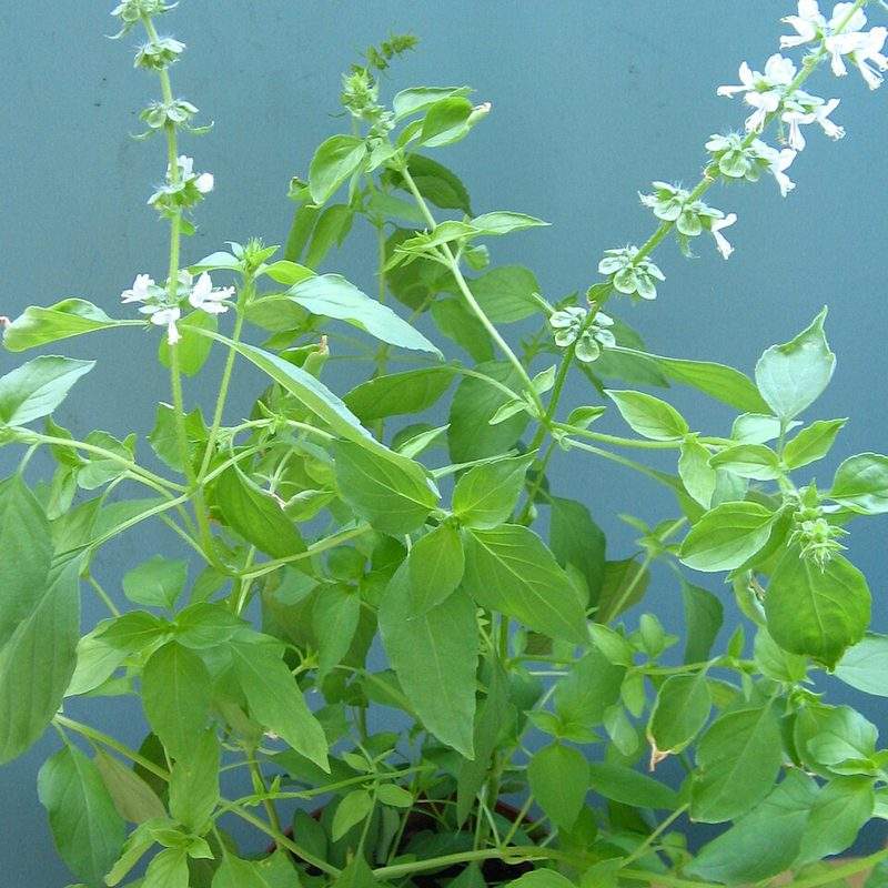Basilic citron (Ocimum citriodorum)