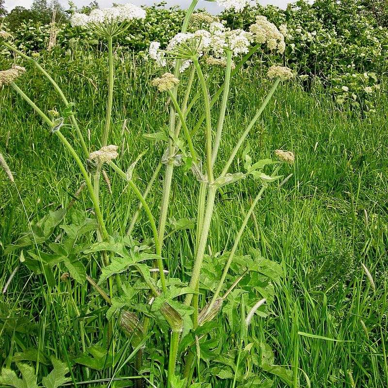 Berce commune (Heracleum sphondylium)