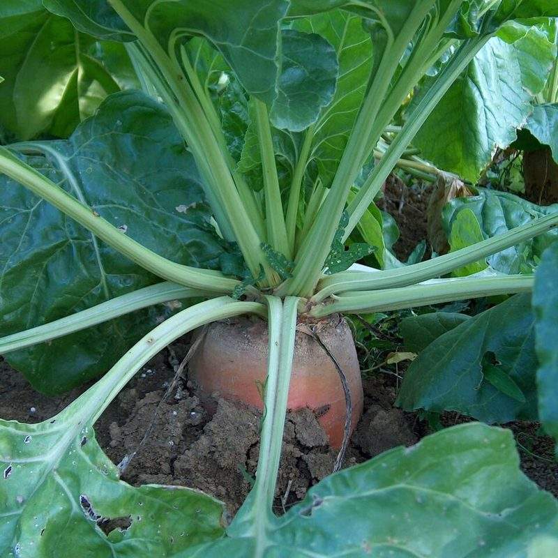 Betterave fourragère (Beta vulgaris subsp. vulgaris var. crassa)