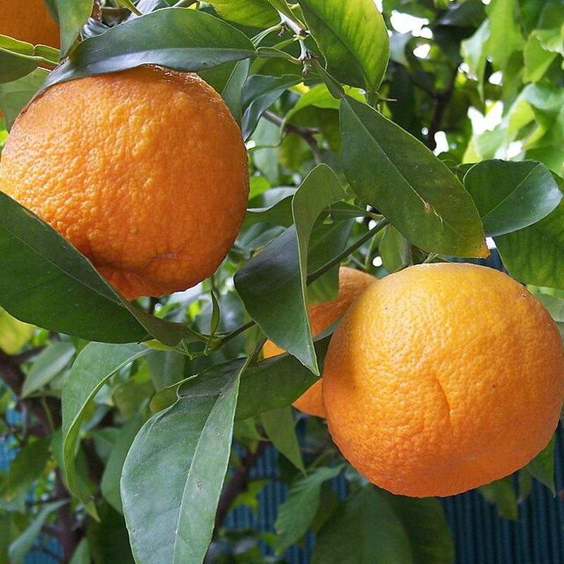 Bigaradier (Citrus × aurantium)