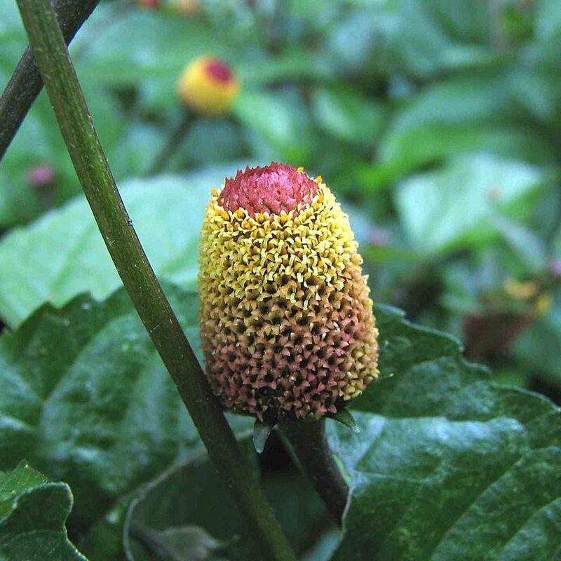 Brède mafane (Acmella oleracea)