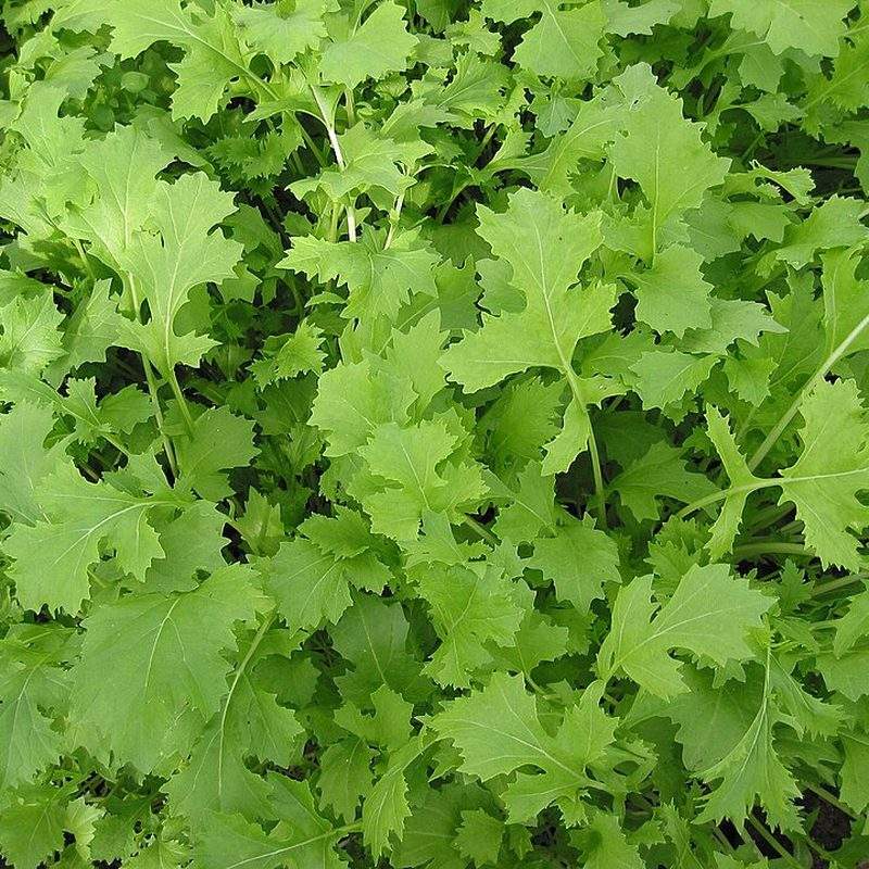 Brocoli-rave (Brassica rapa subsp. sylvestris)