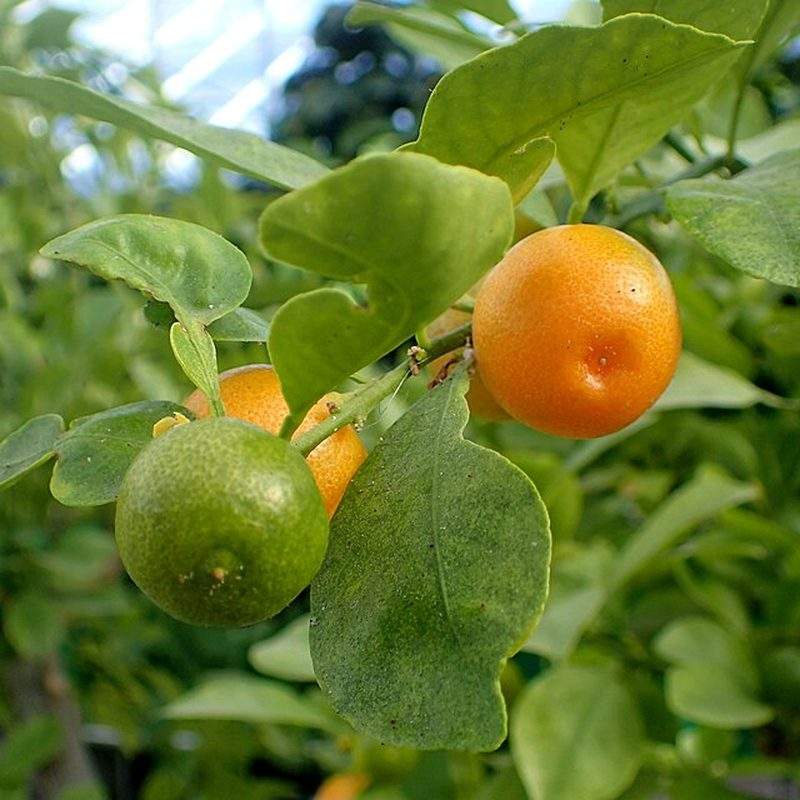 Calamondin (×Citrofortunella microcarpa)