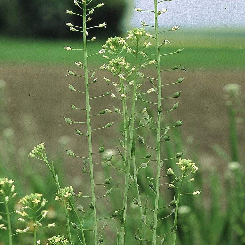 Caméline (Camelina sativa)