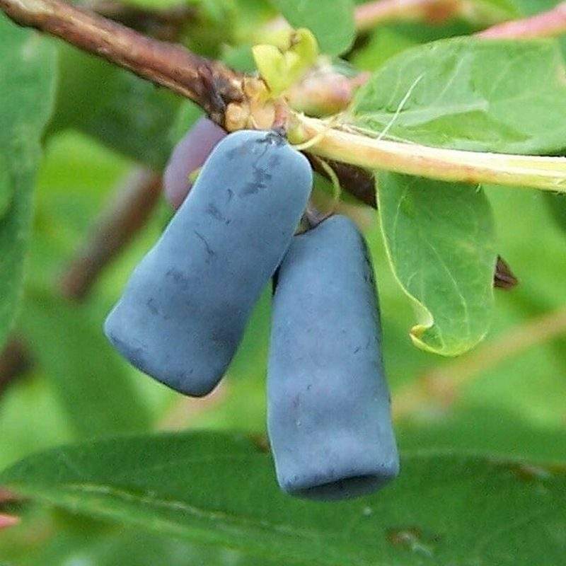 Camérisier (Lonicera caerulea)