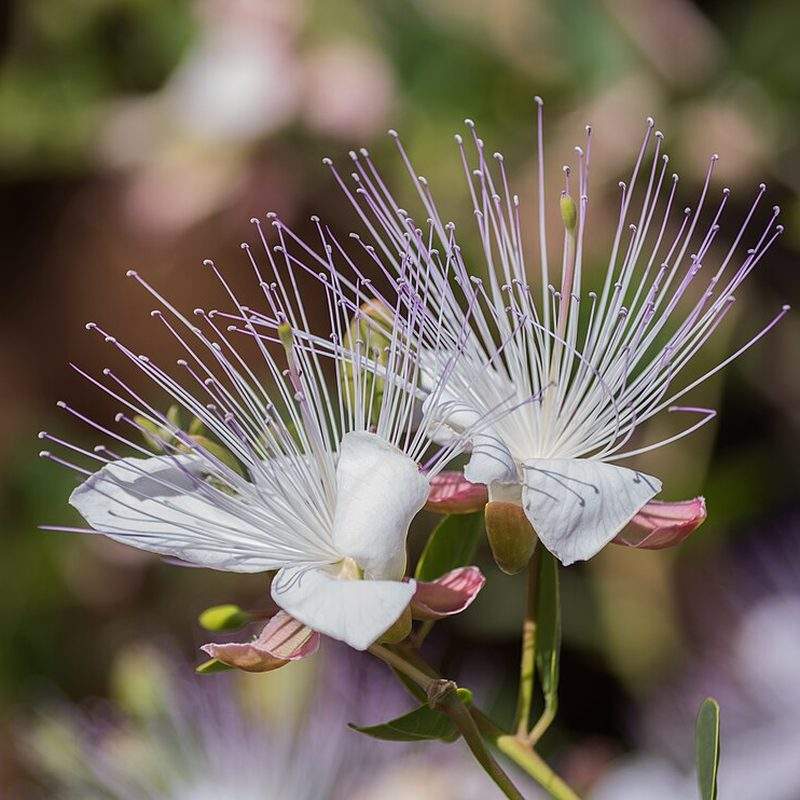 Câprier (Capparis spinosa)