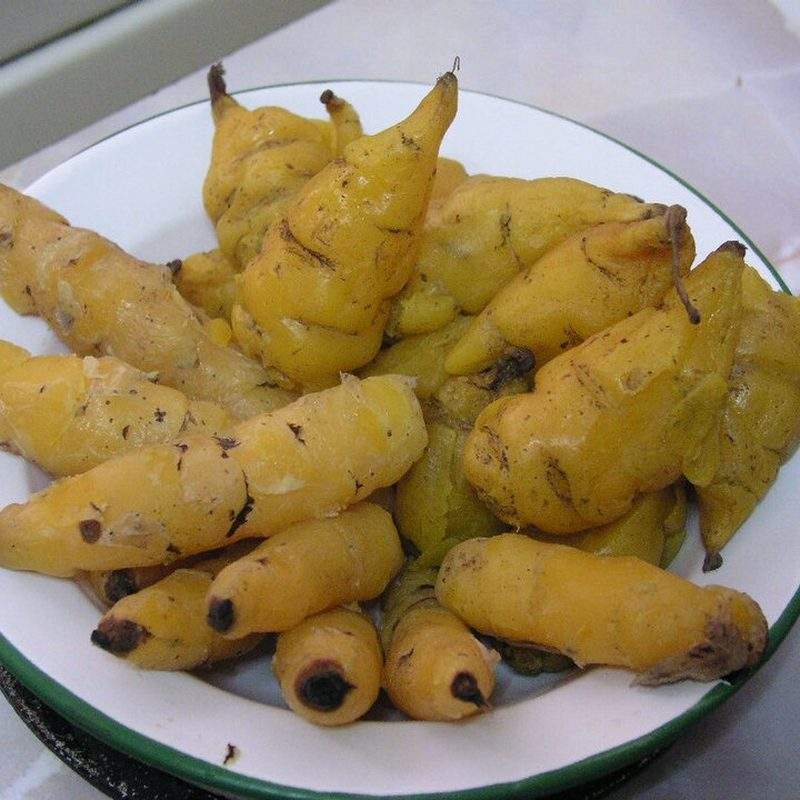 Capucine tubéreuse (Tropaeolum tuberosum)