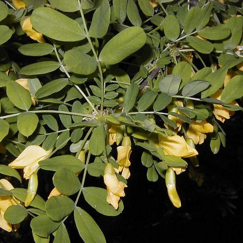 Caraganier de Sibérie (Caragana arborescens)