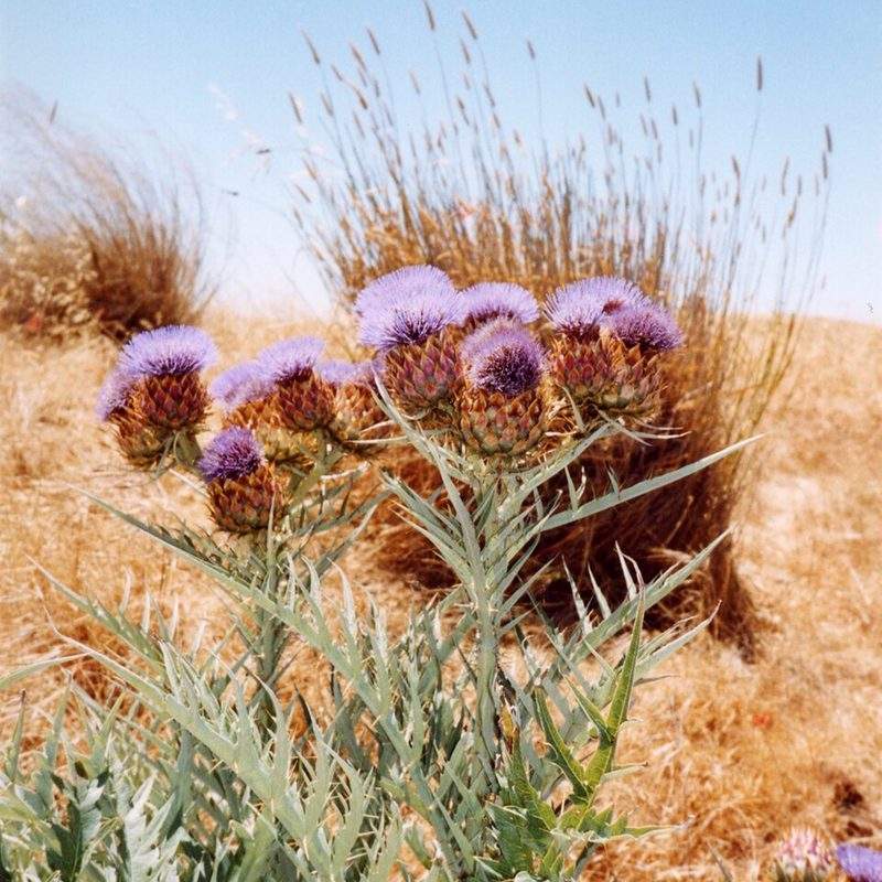 Cardon (Cynara cardunculus)