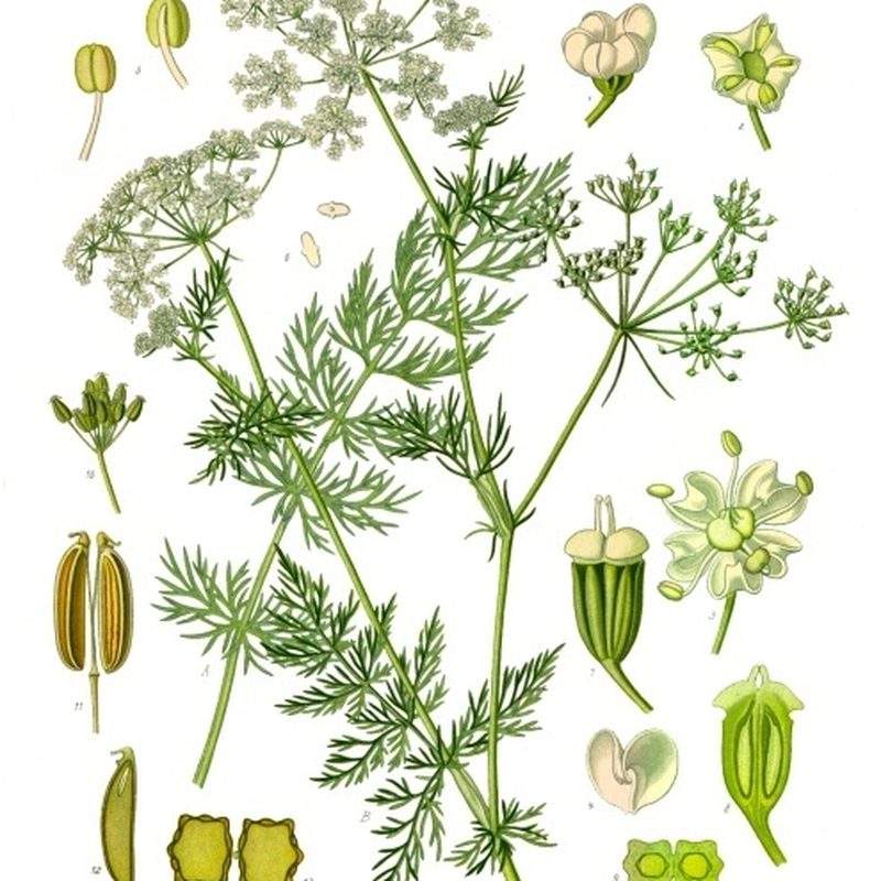 Carvi (Carum carvi)