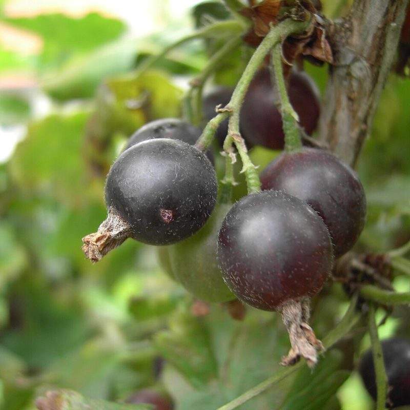 Casseille (Ribes ×nidigrolaria)