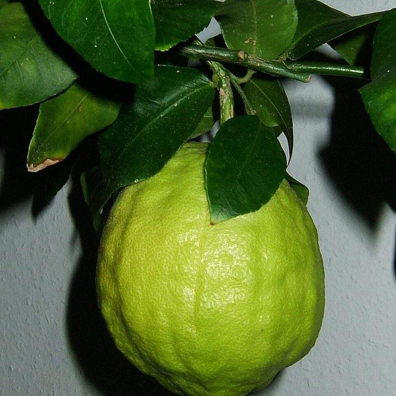 Cédratier (Citrus medica)