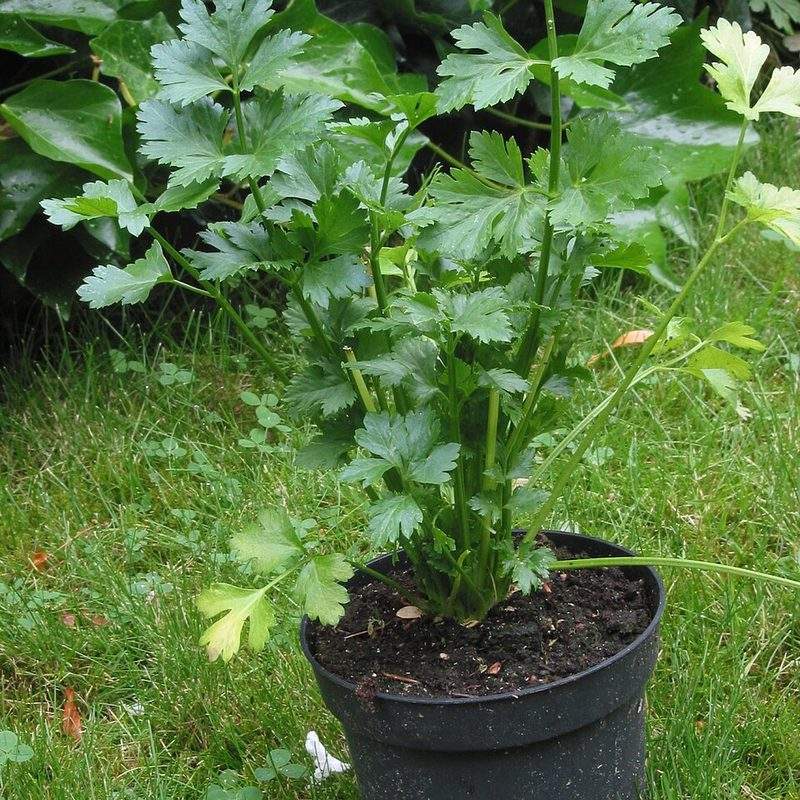 Céleri à couper (Apium graveolens var. secalinum)