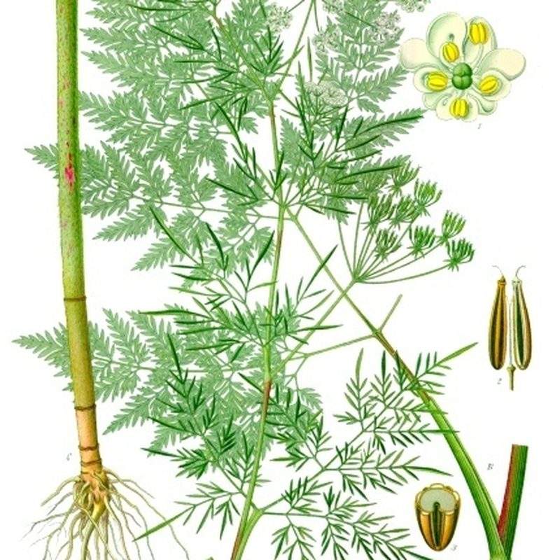 Cerfeuil tubéreux (Chaerophyllum bulbosum)