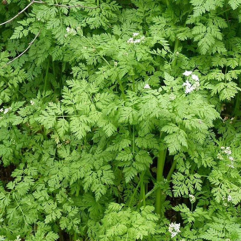 Cerfeuil (Anthriscus cerefolium)