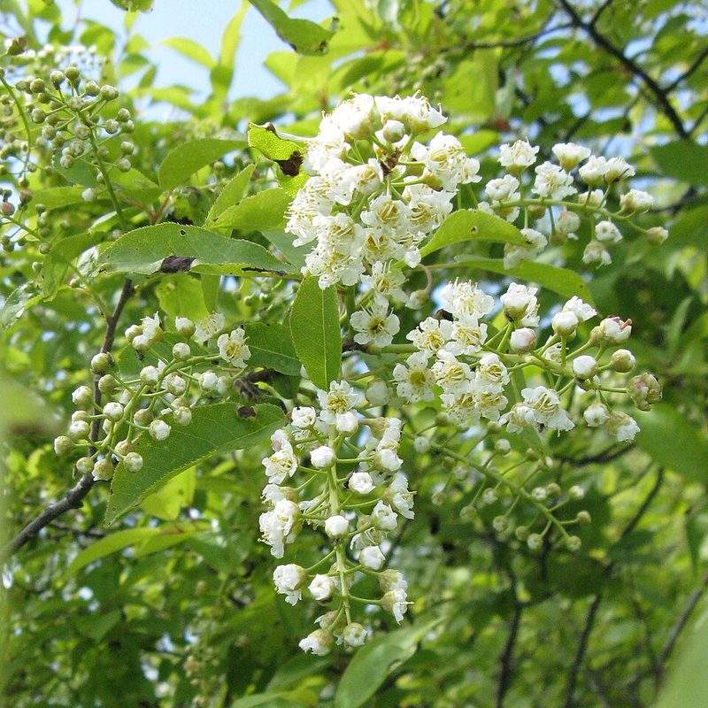 Cerisier de Virginie (Prunus virginiana)