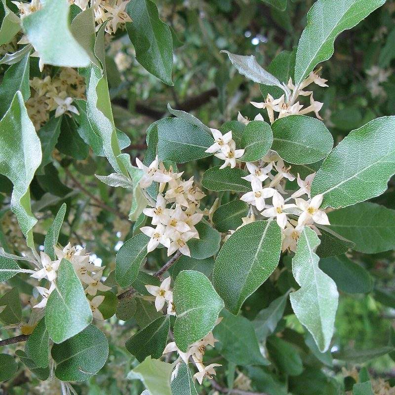 Chalef piquant (Elaeagnus umbellata)