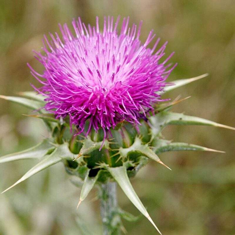 Chardon-Marie (Silybum marianum)