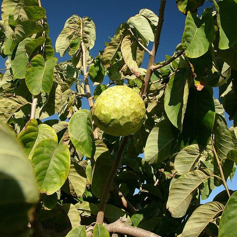 Chérimolier (Annona cherimola)