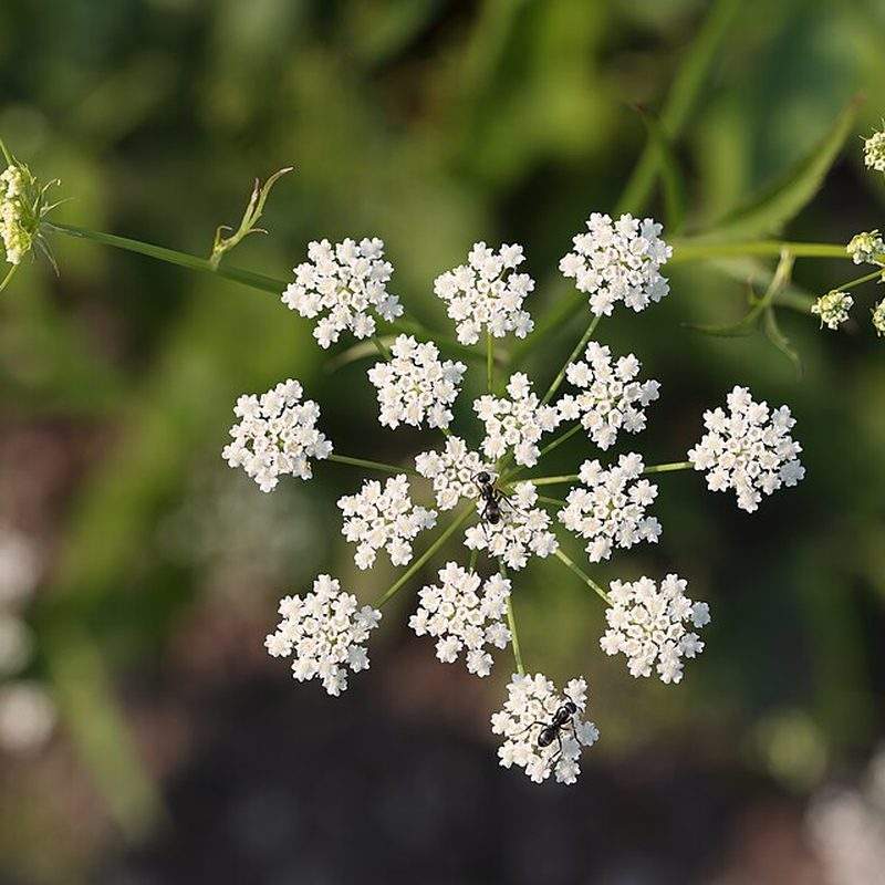 Chervis (Sium sisarum)