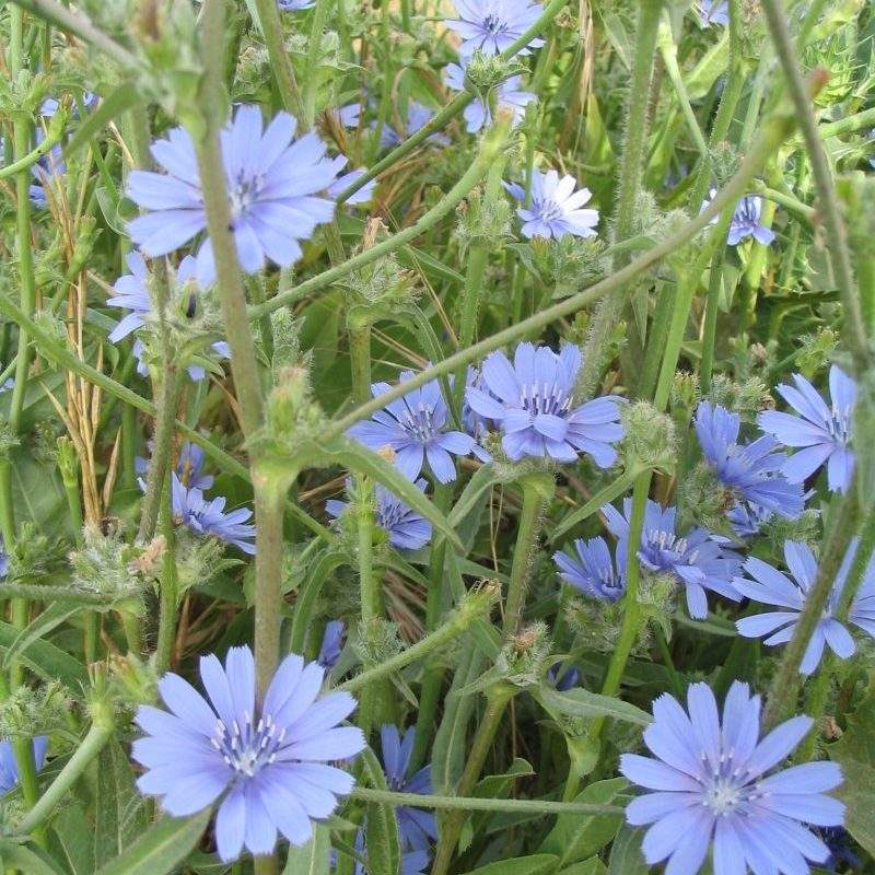 Chicorée à café (Cichorium intybus var. sativum)