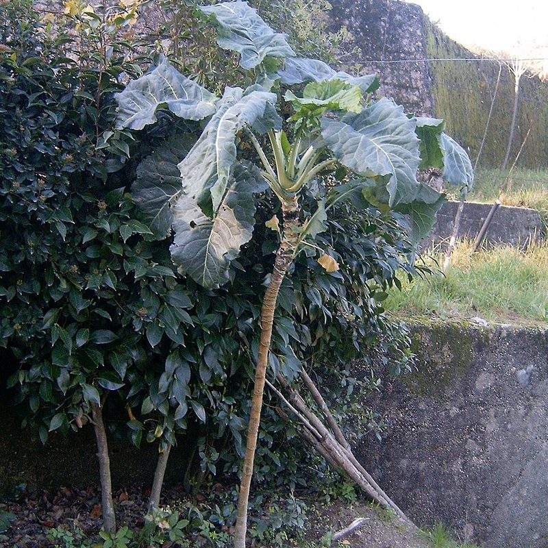 Chou cavalier (Brassica oleracea var. viridis)