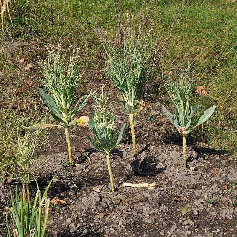 Chou Daubenton (Brassica oleracea var. ramosa)