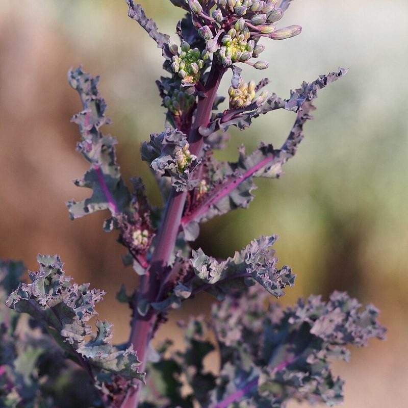 Chou frisé (Brassica oleracea var. sabellica)
