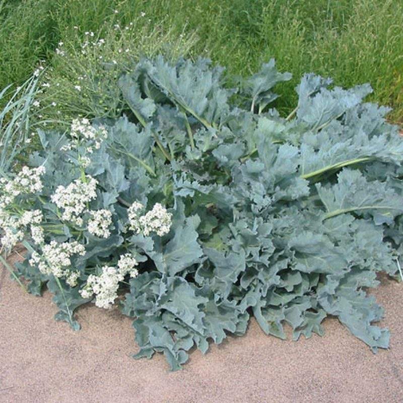 Chou marin (Crambe maritima)