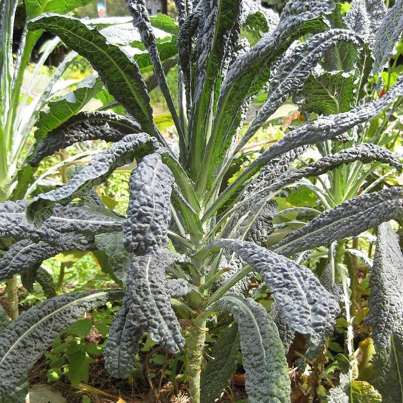 Chou palmier (Brassica oleracea var. palmifolia)