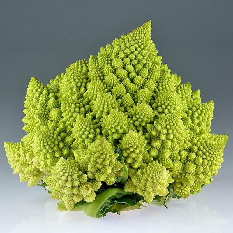 Chou romanesco (Brassica oleracea var. botrytis)
