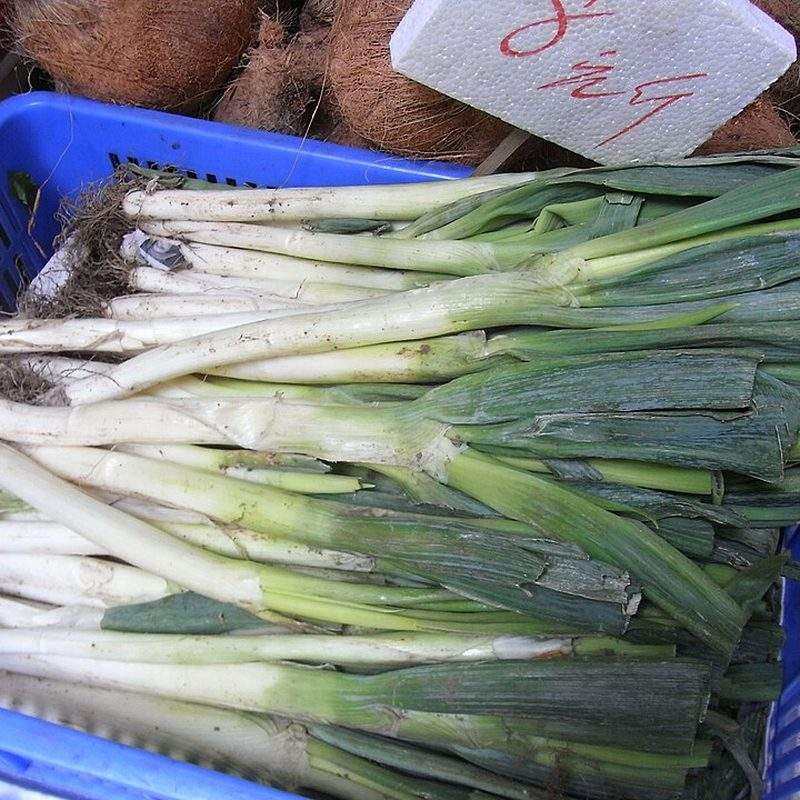 Ciboule (Allium fistulosum)