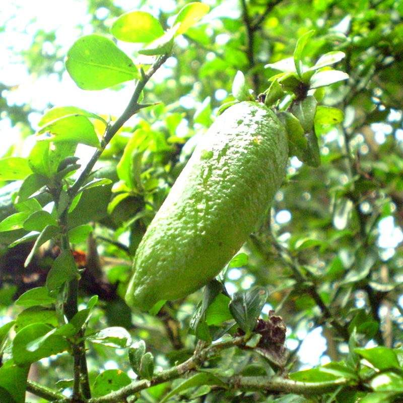 Citronnier caviar (Citrus australasica)