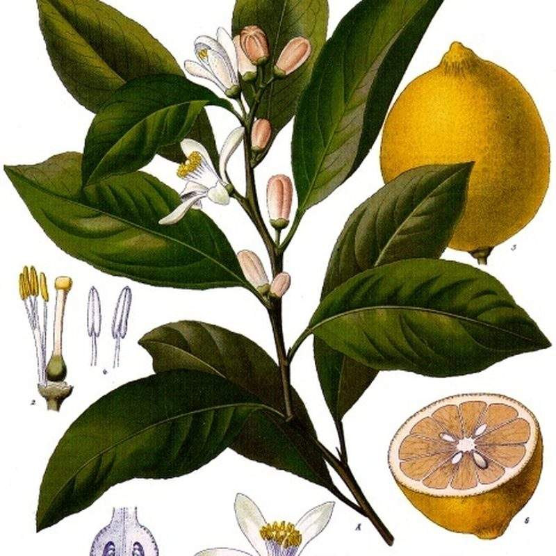 Citronnier (Citrus × limon)