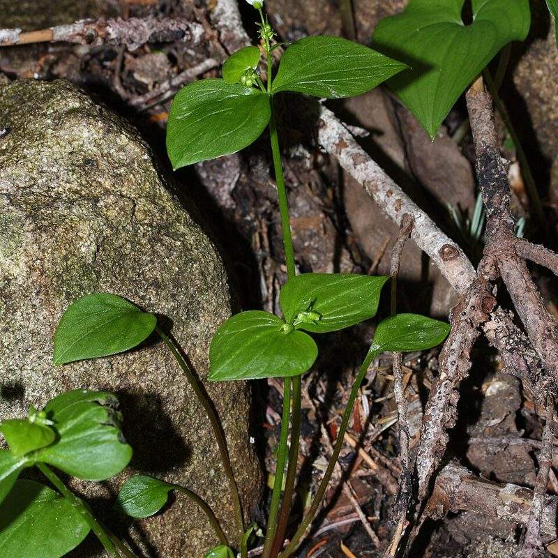 Claytone de Sibérie (Claytonia sibirica)