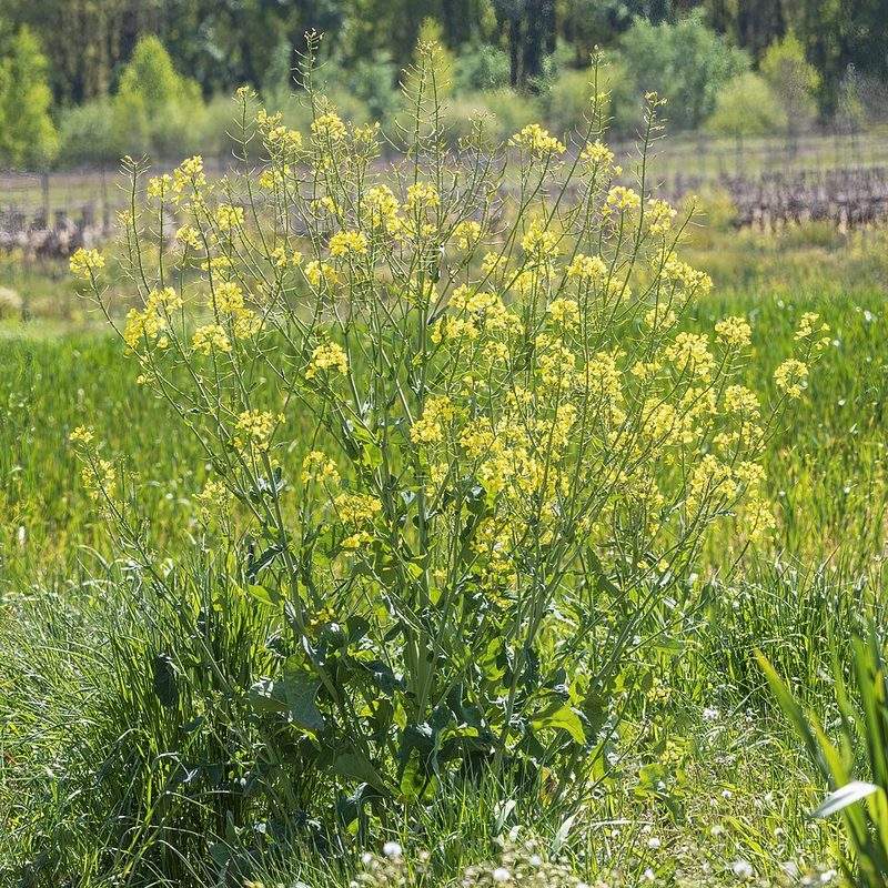 Colza (Brassica napus)