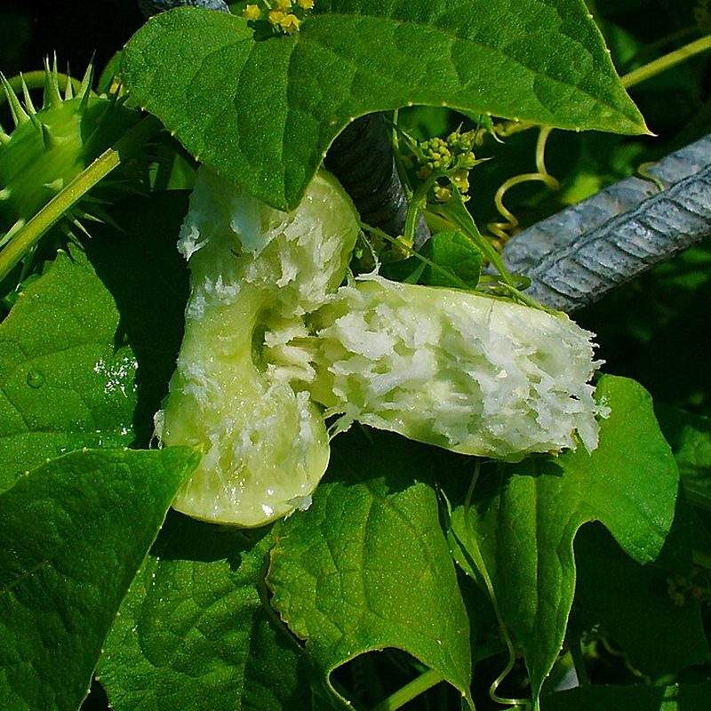 Concombre à épines (Cyclanthera brachystachya)