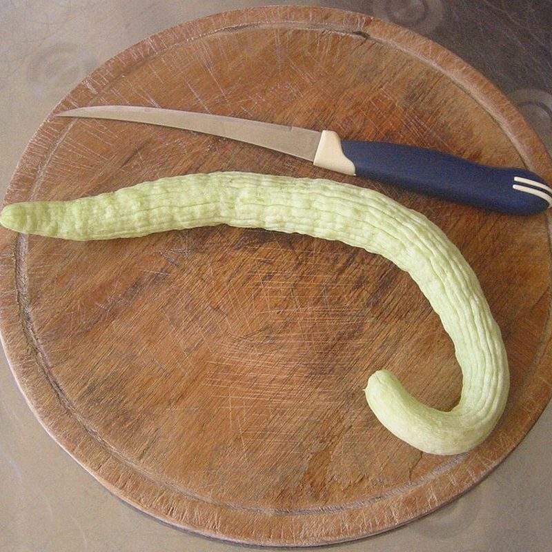 Concombre arménien (Cucumis melo var. flexuosus)