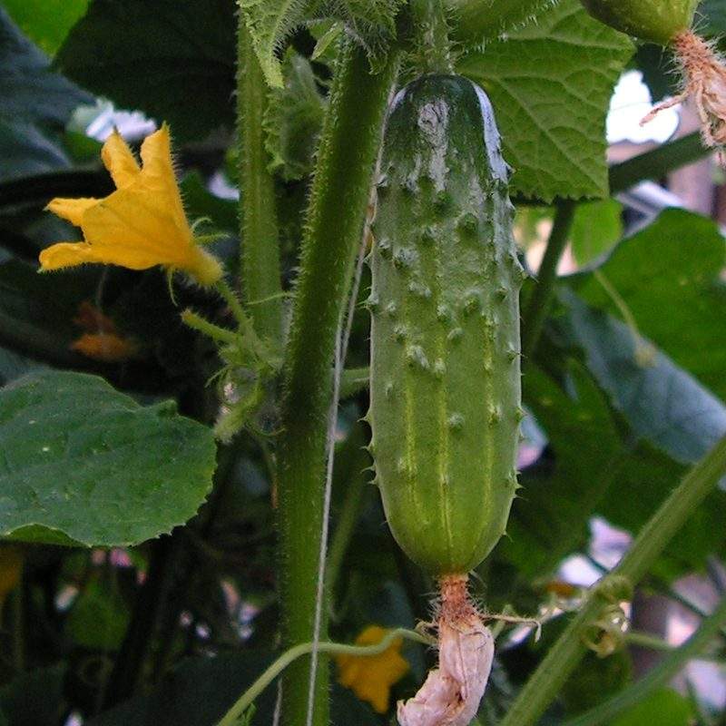 Concombre (Cucumis sativus)