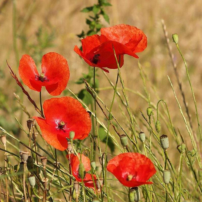 Coquelicot (Papaver rhoeas)