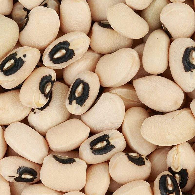 Cornille (Vigna unguiculata subsp. unguiculata)