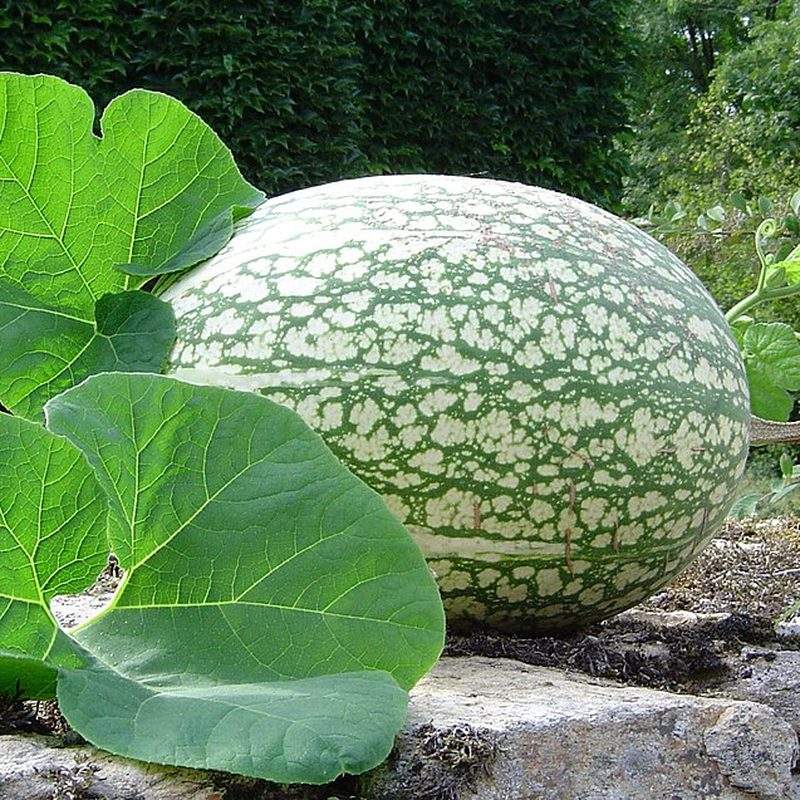 Courge de Siam (Cucurbita ficifolia)