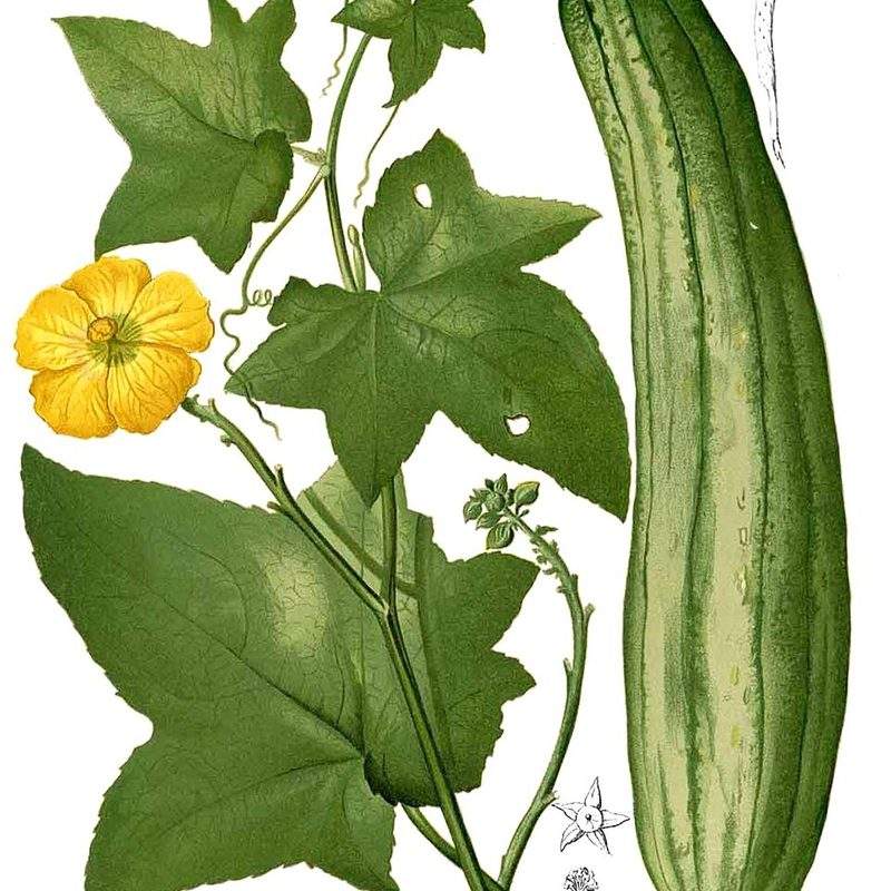 Courge éponge (Luffa aegyptiaca)