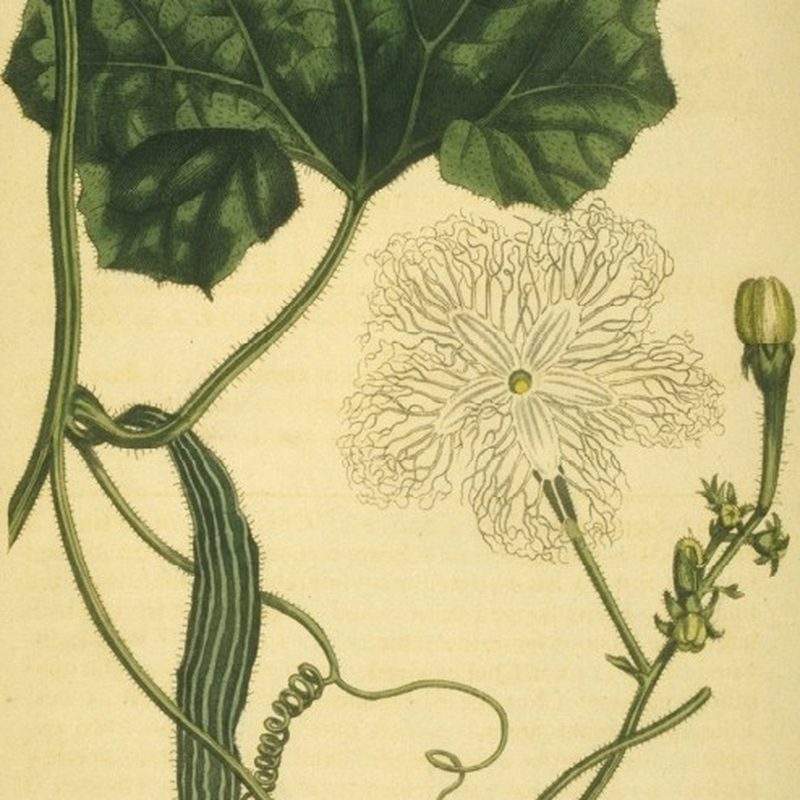 Courge serpent (Trichosanthes cucumerina var. anguina)