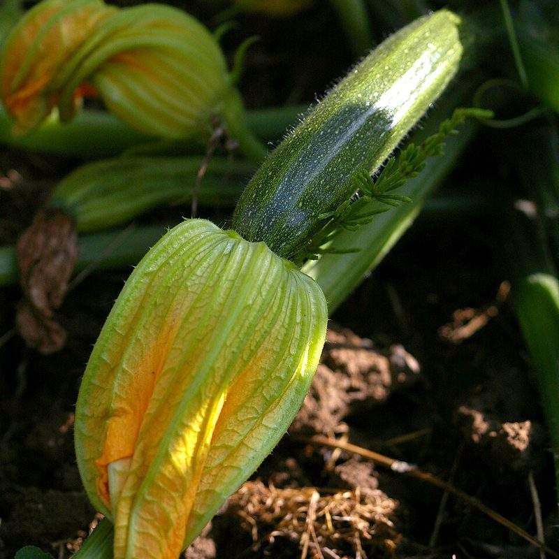 Courgette (Cucurbita pepo var. cylindrica)
